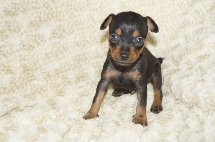 【ブラックタン】男の子（073102）ミニチュアピンシャー