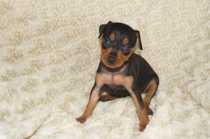 【ブラックタン】女の子（073103）ミニチュアピンシャー