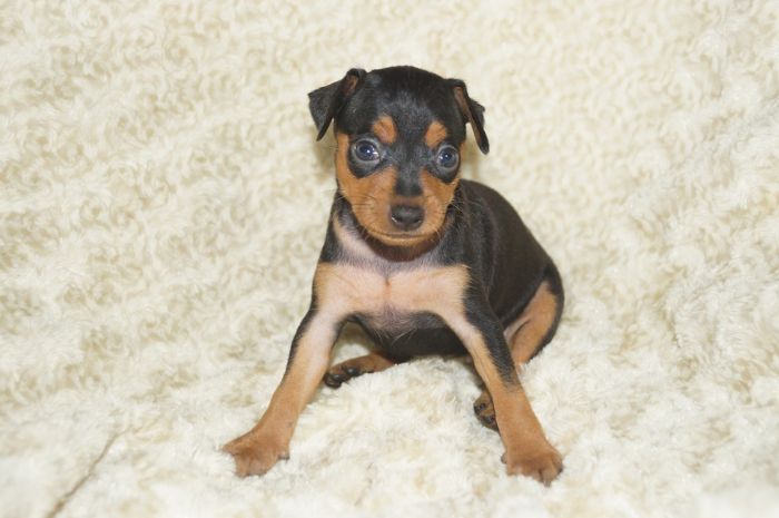 【ブラックタン】女の子（073104）ミニチュアピンシャー