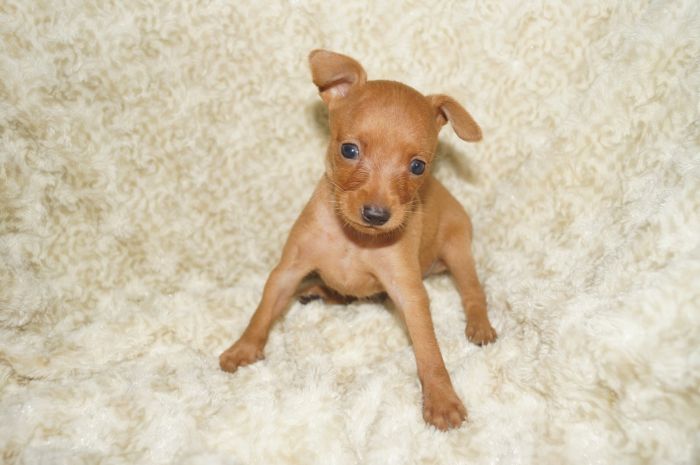 小ぶり！！【レッド】男の子（082201）ミニチュアピンシャー