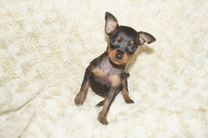 小ぶり！！【ブラックタン】男の子（082202）ミニチュアピンシャー