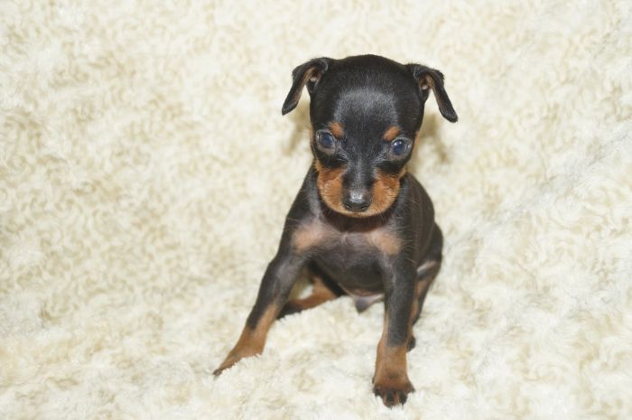 小ぶり！！【ブラックタン】男の子（082203）ミニチュアピンシャー