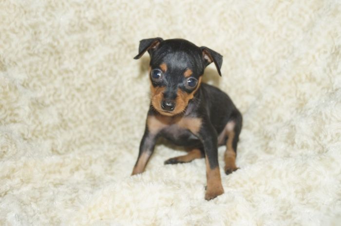 小ぶり！！【ブラックタン】女の子（082204）ミニチュアピンシャー