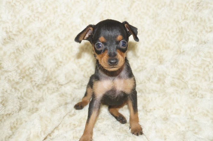 小ぶり美人！！【ブラックタン】女の子（082205）ミニチュアピンシャー