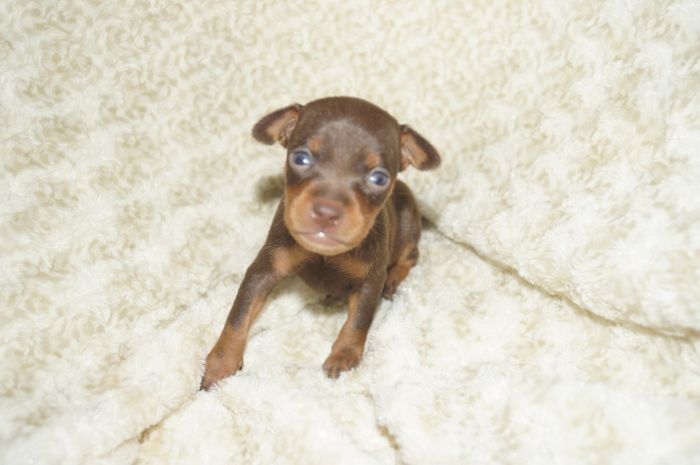 小ぶり！！【チョコタン】男の子（090502）ミニチュアピンシャー