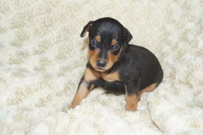 【ブラックタン】男の子（090501）ミニチュアピンシャー