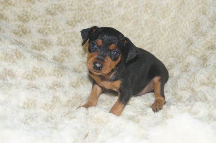 【ブラックタン】男の子（091201）ミニチュアピンシャー