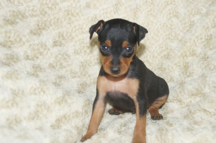 【ブラックタン】男の子（091202）ミニチュアピンシャー