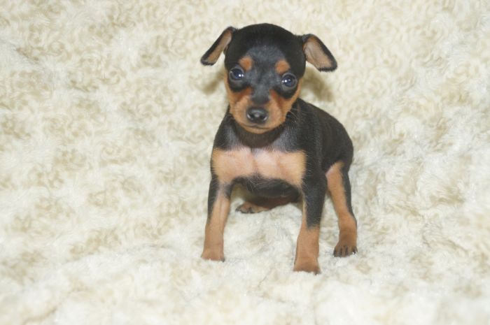 小ぶり！！【ブラックタン】女の子（091203）ミニチュアピンシャー