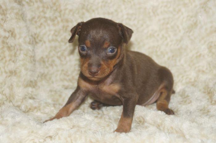 【チョコタン】男の子（091901）ミニチュアピンシャー