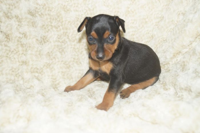 【ブラックタン】女の子（091902）ミニチュアピンシャー