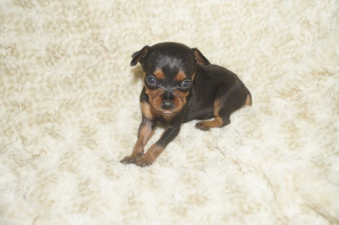 極小！！【ブラックタン】女の子（091903）ミニチュアピンシャー