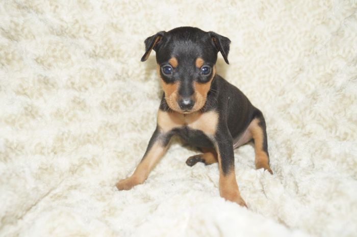 小ぶり！！【ブラックタン】男の子（101701）ミニチュアピンシャー