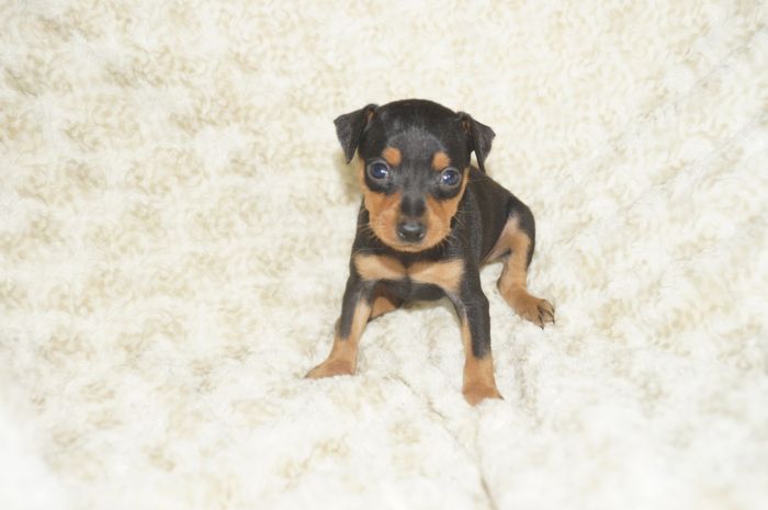 小ぶり！！【ブラックタン】男の子（101703）ミニチュアピンシャー