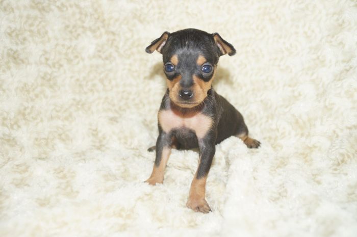 極小！！【ブラックタン】女の子（101705）ミニチュアピンシャー