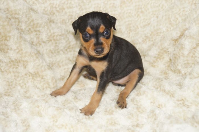 【ブラックタン】女の子（110501）ミニチュアピンシャー