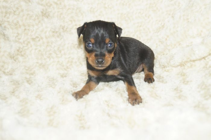 小ぶり！！【ブラックタン】男の子（110602）ミニチュアピンシャー