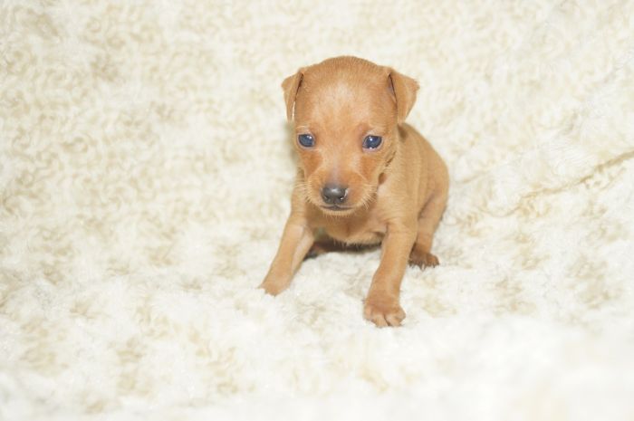 小ぶり！！【レッド】男の子（110603）ミニチュアピンシャー