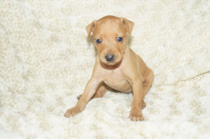 【レッド】女の子（110604）ミニチュアピンシャー