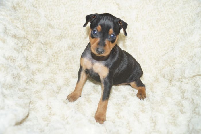 【ブラックタン】女の子（111401）ミニチュアピンシャー