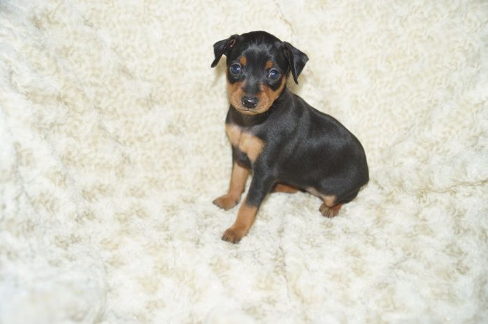 【ブラックタン】女の子（111402）ミニチュアピンシャー