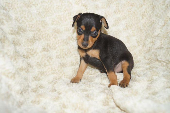 【ブラックタン】男の子（111302）ミニチュアピンシャー