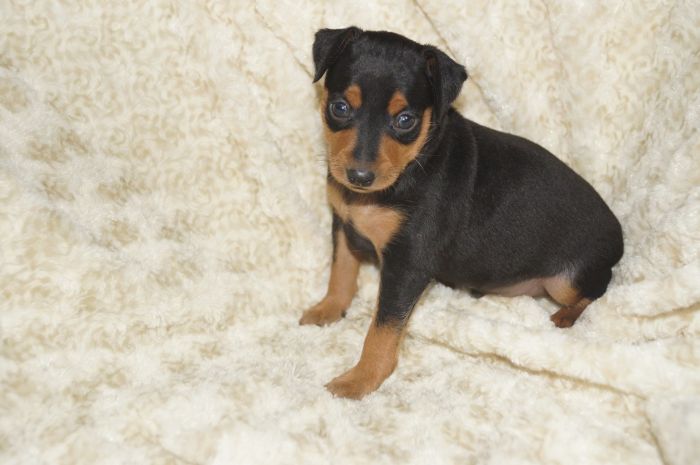 【ブラックタン】男の子（111201）ミニチュアピンシャー