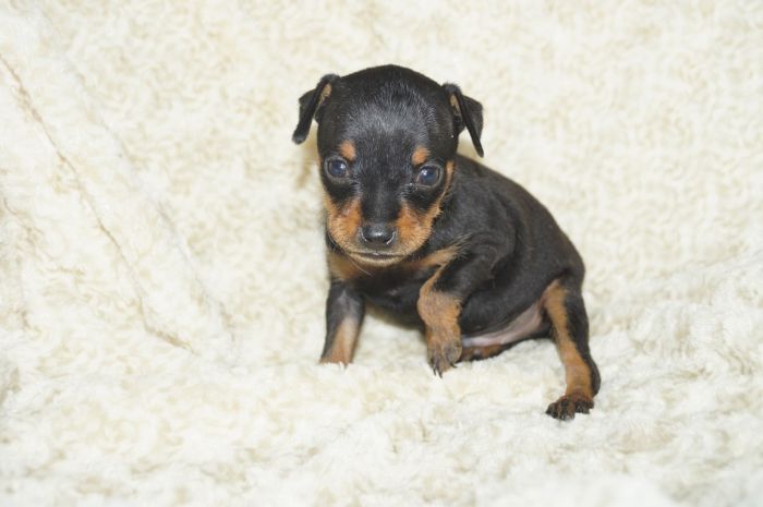 小ぶり！！【ブラックタン】男の子（121902）ミニチュアピンシャー