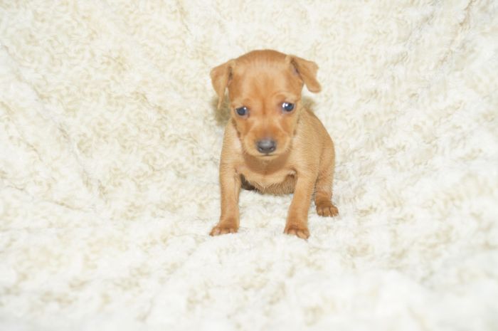 小ぶり！！【レッド】女の子（121903）ミニチュアピンシャー