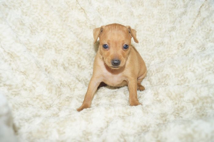 小ぶり！！【レッド】女の子（121904）ミニチュアピンシャー