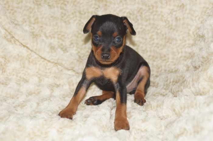 【ブラックタン】男の子（011601）ミニチュアピンシャー