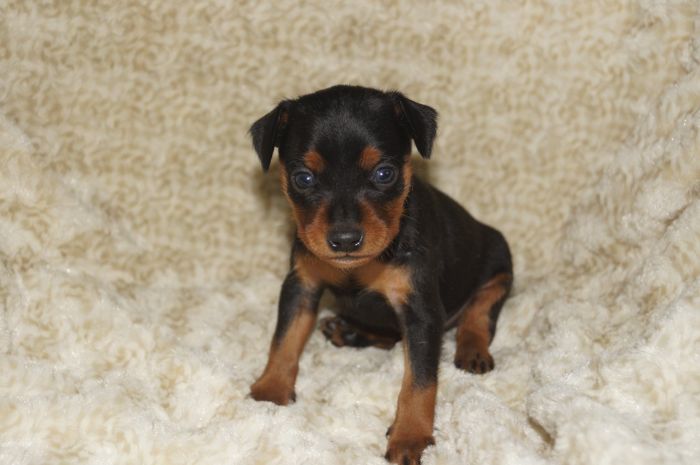 【ブラックタン】男の子（011602）ミニチュアピンシャー