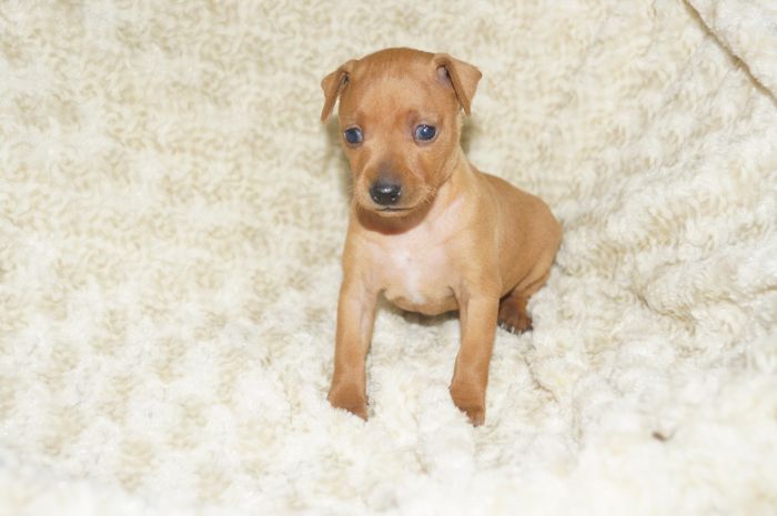 【レッド】女の子（012202）ミニチュアピンシャー