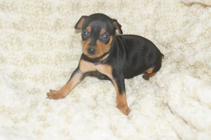 【ブラックタン】女の子（012201）ミニチュアピンシャー