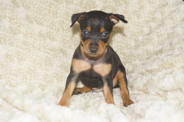 【ブラックタン】男の子（012701）ミニチュアピンシャー