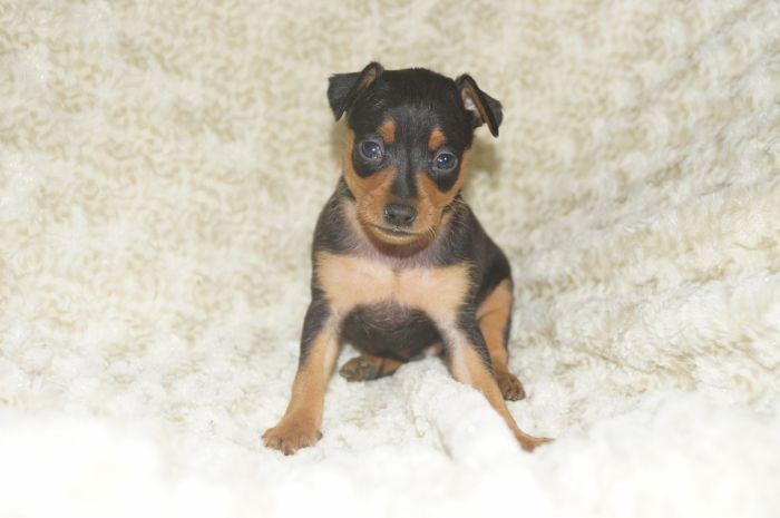 【ブラックタン】男の子（012702）ミニチュアピンシャー