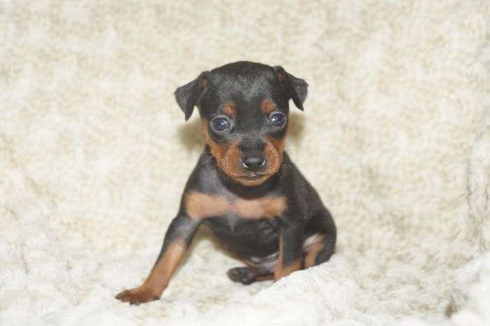 小ぶり！！【ブラックタン】男の子（012601）ミニチュアピンシャー