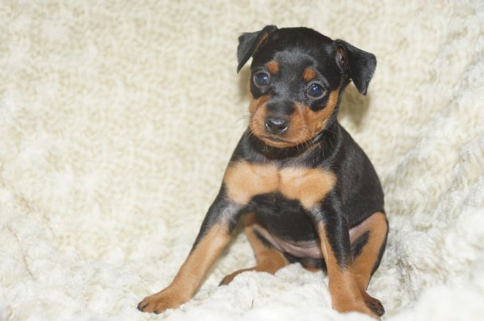 【ブラックタン】女の子（012602）ミニチュアピンシャー