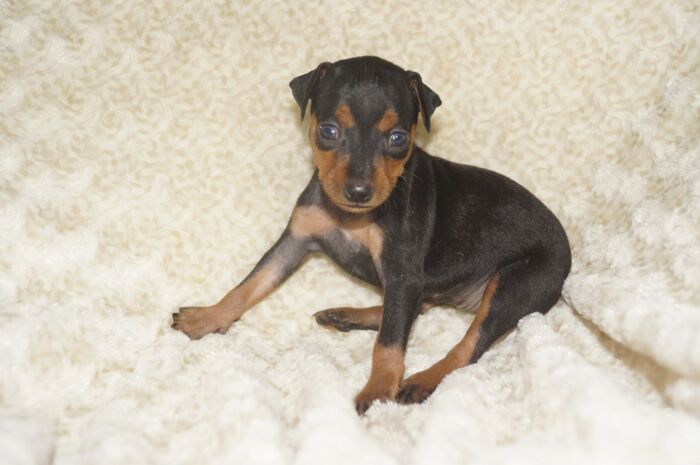 【ブラックタン】女の子（032001）ミニチュアピンシャー