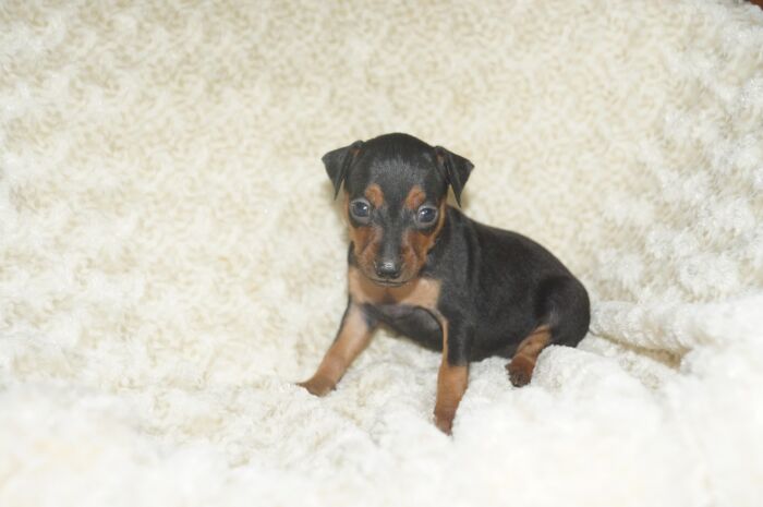 【ブラックタン】女の子（032002）ミニチュアピンシャー