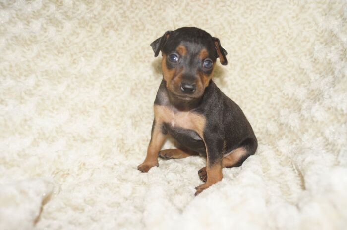 【ブラックタン】女の子（032003）ミニチュアピンシャー