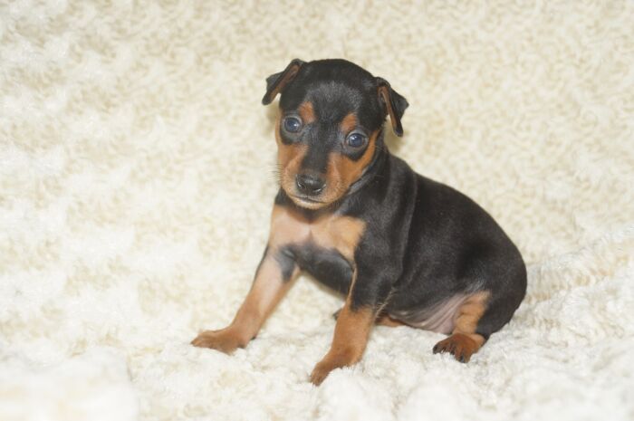 【ブラックタン】女の子（032005）ミニチュアピンシャー