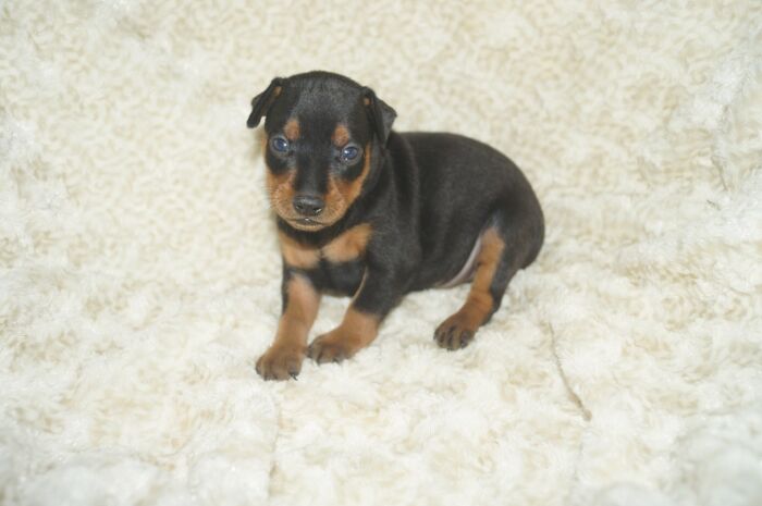 【ブラックタン】男の子（051401）ミニチュアピンシャー