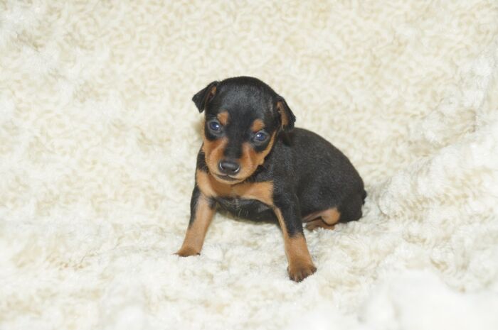 小ぶり！！【ブラックタン】女の子（051402）ミニチュアピンシャー