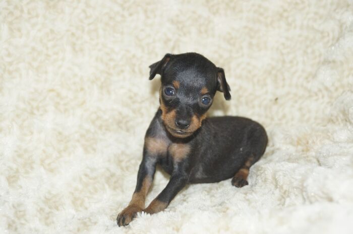 極小！！【ブラックタン】女の子（051503）ミニチュアピンシャー