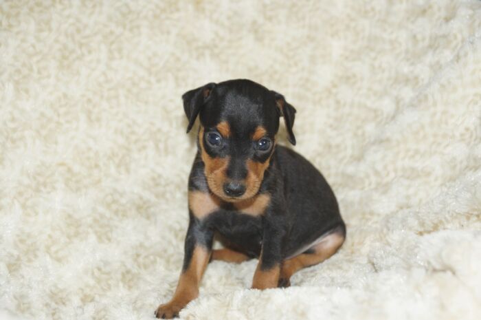 【ブラックタン】女の子（051502）ミニチュアピンシャー