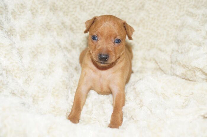 【レッド】女の子（061101）ミニチュアピンシャー