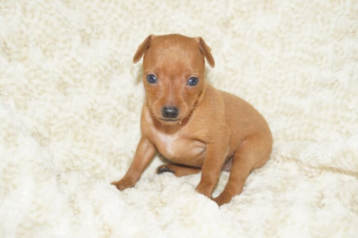 小ぶり！！【レッド】女の子（061102）ミニチュアピンシャー