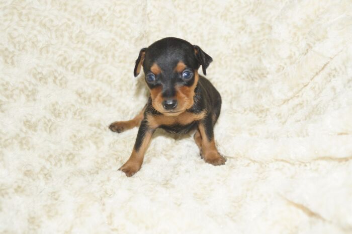 小ぶり！！【ブラックタン】男の子（061702）ミニチュアピンシャー