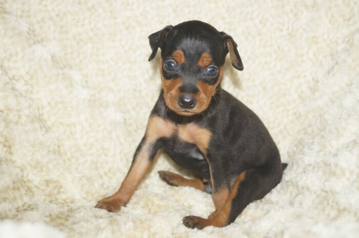 【ブラックタン】男の子　　ミニチュアピンシャー